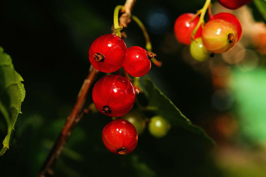 bush, currants, fruit, vitamins, sour, red, food, food and drink HD wallpaper