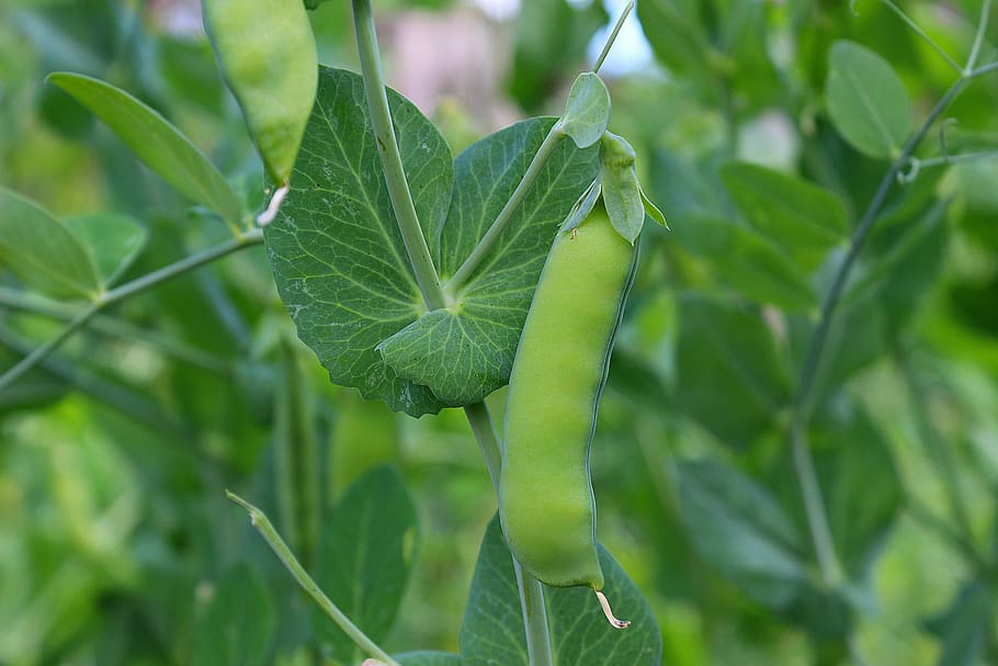 pea, pod, green, vegetables, plant, leaf, nature, freshness HD wallpaper