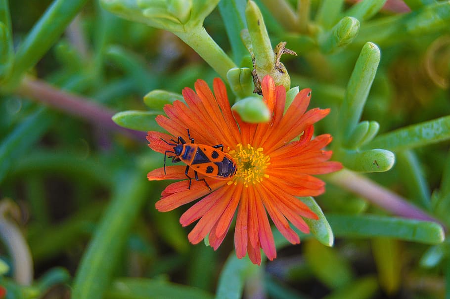 beetle, shoemaker, insect, orange flower, gross floor, succulent HD wallpaper