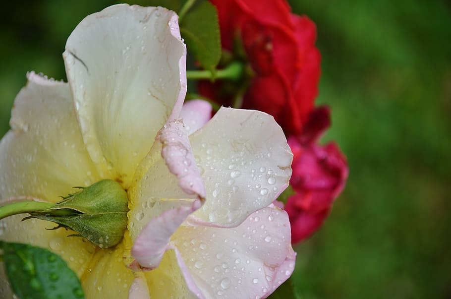 Roses, Flowers, Dew, Drops, Petals, white, pink, red, blooms HD wallpaper