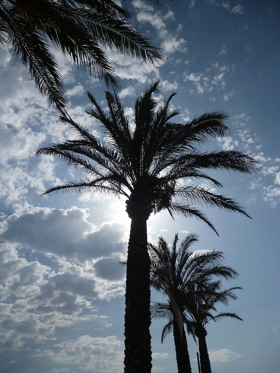 mallorca, palm trees, sun, sky, plant, tropical climate, growth HD wallpaper