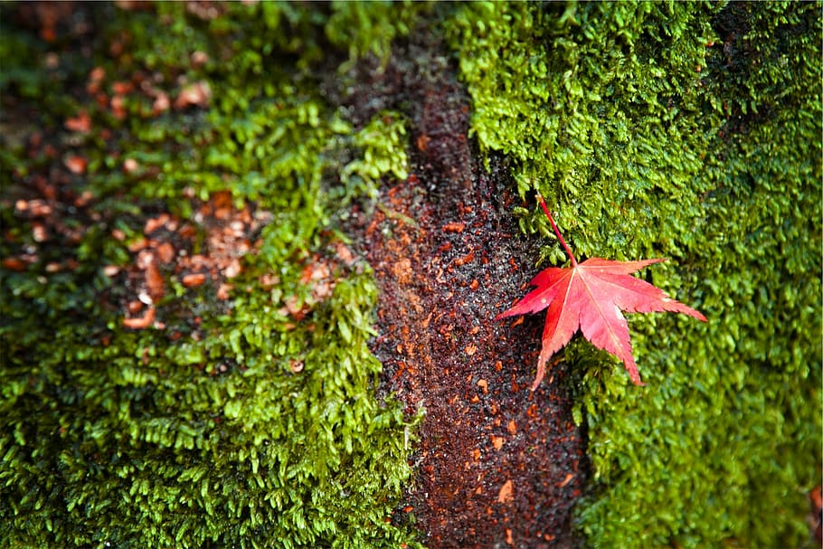 red maple leaf on green moss, grass, autumn, change, nature HD wallpaper