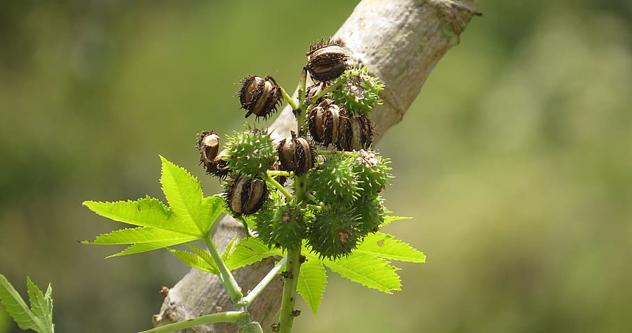 nature, fig tree, fruit, colombia, animal wildlife, animal themes HD wallpaper