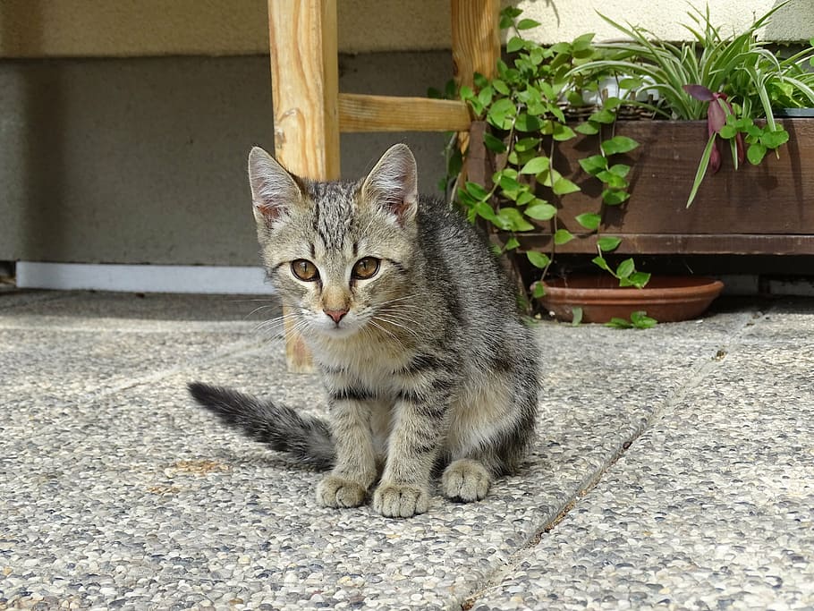 cat, attention, young cat, stone, head, sitting, vigilant, domestic HD wallpaper