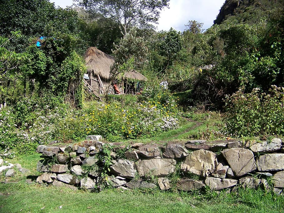 Hut, Thatched, Jungle, Forest, Greenery, barricade, rocks, tree HD wallpaper