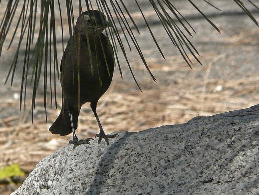 Bird, Animal, Tree, Rock, Nature, black, feathered, one animal HD wallpaper