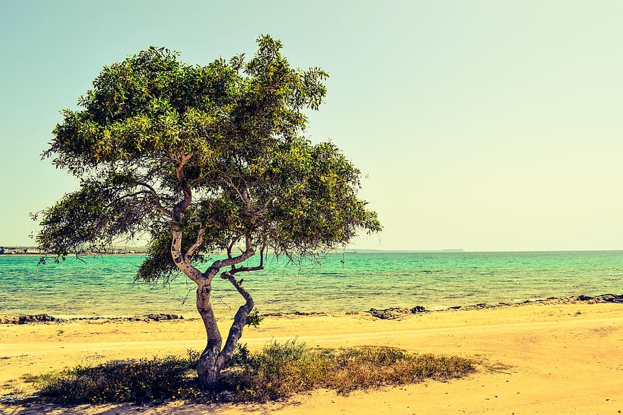 sea, landscape, nature, sky, beach, coast, grass, leaves, ocean HD wallpaper