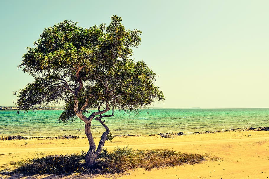 lone tree near ocean during daytime, cyprus, potamos liopetri, HD wallpaper