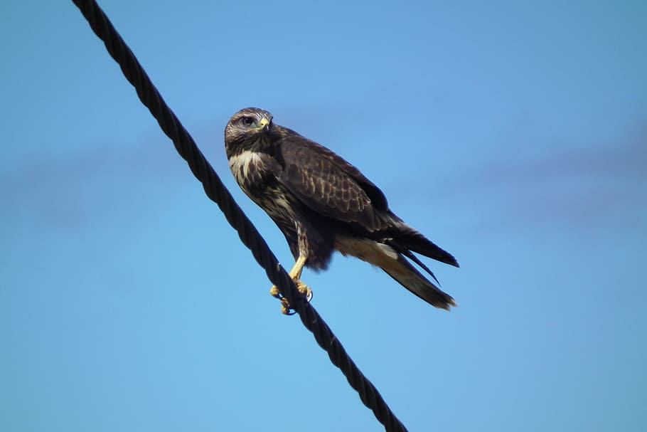 eagle, bird, prey, sky, paige, animal wildlife, animals in the wild HD wallpaper