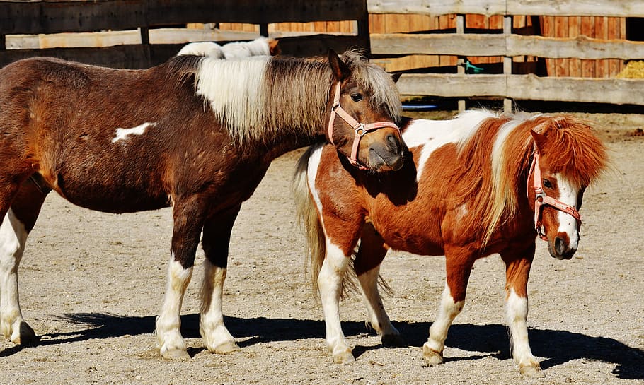 horses, pair, smooch, play, pony, funny, animal, seahorses HD wallpaper