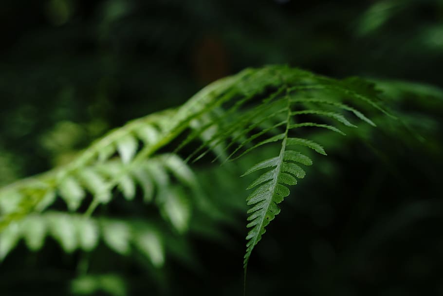 leaf, tropical, bali, green, nature, plant, natural, summer, HD wallpaper