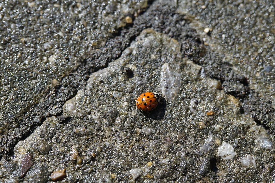 ladybug, beetle, lucky charm, insect, nature, red, points, small HD wallpaper
