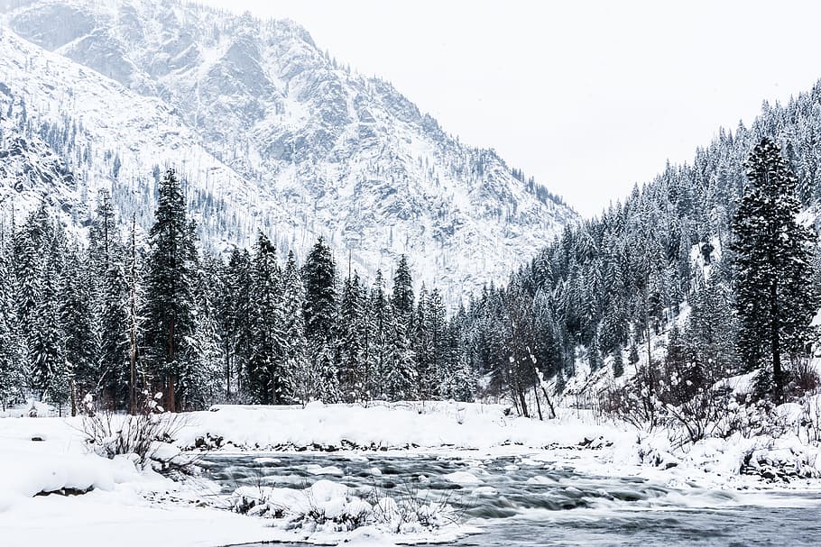 winter, tree, river, snow, cold temperature, plant, beauty in nature HD wallpaper