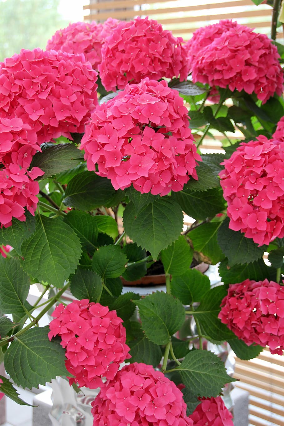 hydrangeas, pink, decoration, flower buds, hydrangeas ball HD wallpaper