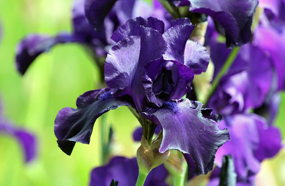 purple petaled flower, blue iris, iris flower, garden flower HD wallpaper