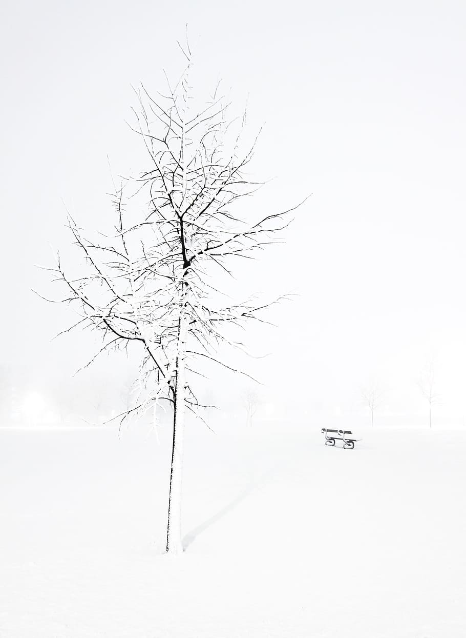 Winter, Tree, Bench, Snowflake, Cold, zing, blizzard, cold temperature HD wallpaper
