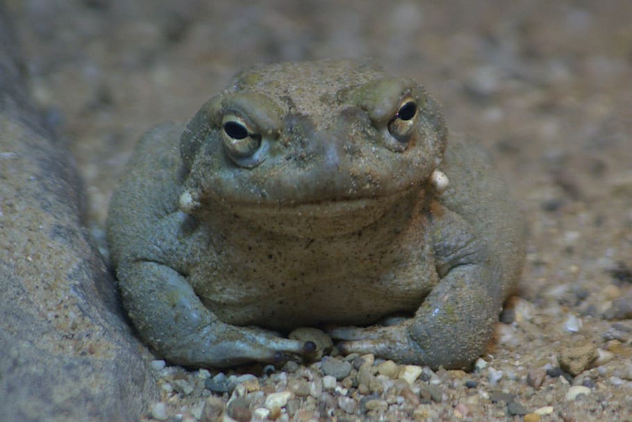 frog, staring, animals, animal themes, animal wildlife, one animal HD wallpaper