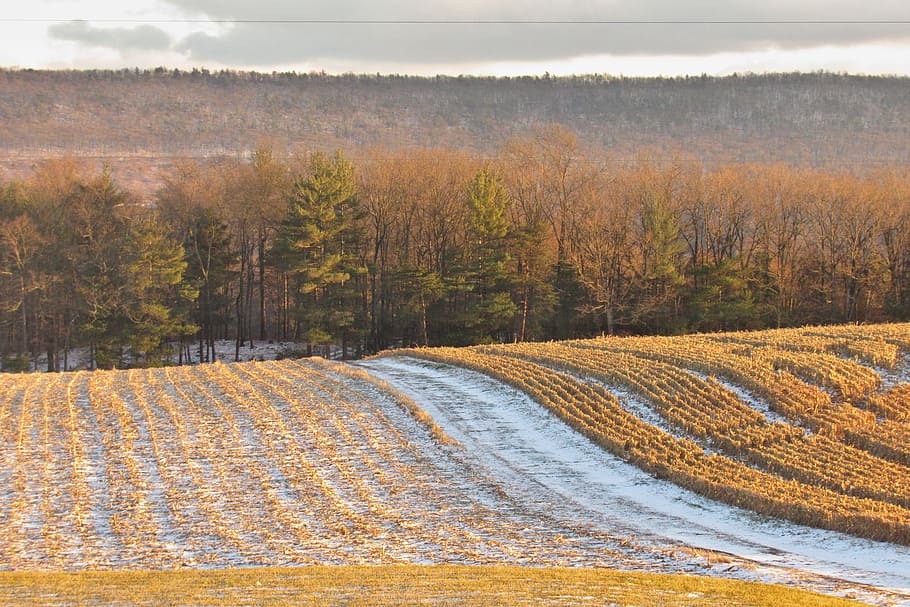 field, snow, corn, sunshine, nature, landscape, season, tree HD wallpaper