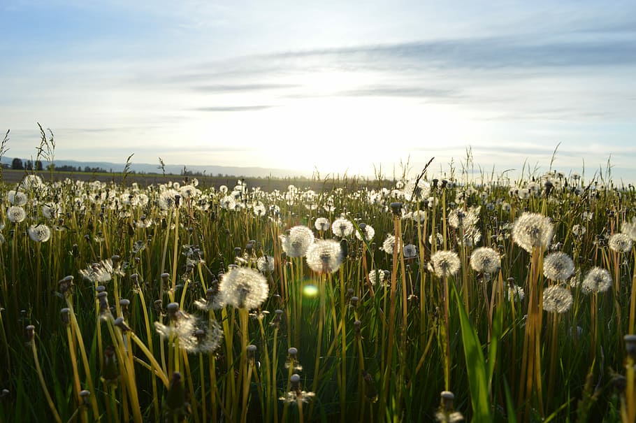 photo of white flowers in daylight view, grass, plants, nature HD wallpaper