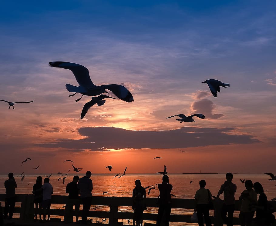 Evening, Dark, Sunsets, Act, Fast, act fast, bird, seagull HD wallpaper