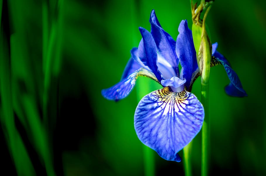 selective focus photo of blue petaled flower in bloom, Iris, Flower HD wallpaper
