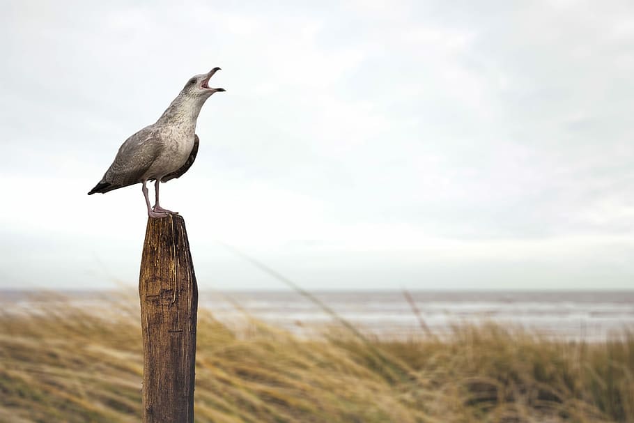 Seagull, Coast, sandy beach, seagulls, north sea, bird, wings, HD wallpaper