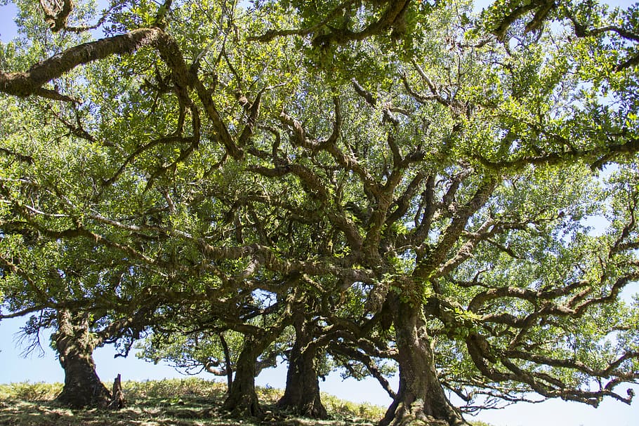 laurel forest, laurel tree, madeira, old trees, plant, growth HD wallpaper