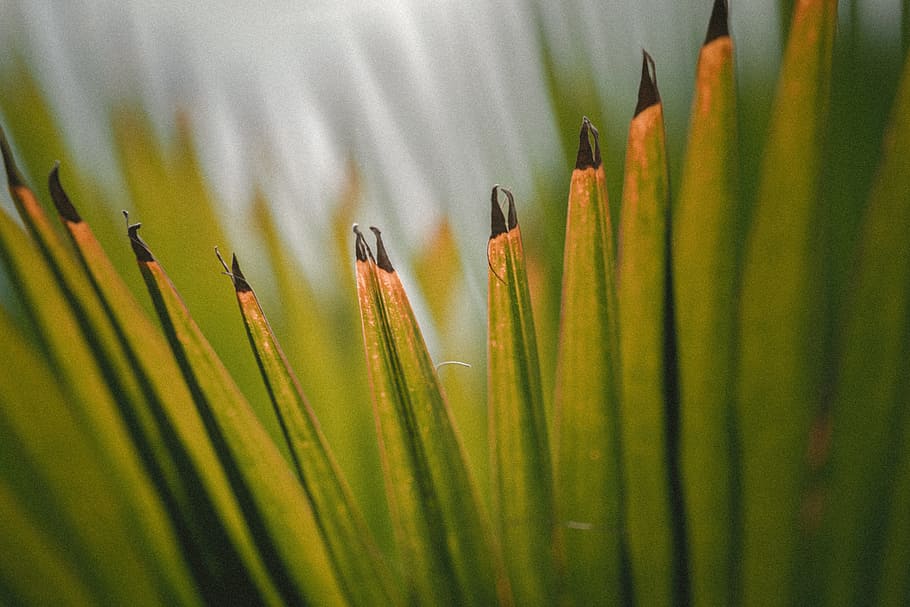 green plant leaf in close-up photography at daytime, Palm, flax HD wallpaper