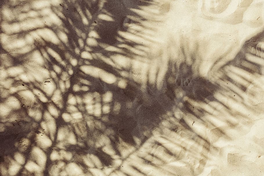 Palm leaf and shadow, leaves, sunlight, sago palm, nature, backgrounds HD wallpaper