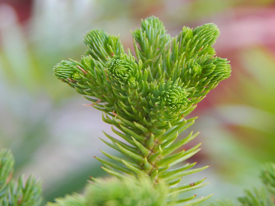 Tree, Flower, Nature, Plant, tree flower, design, branch, summer HD wallpaper