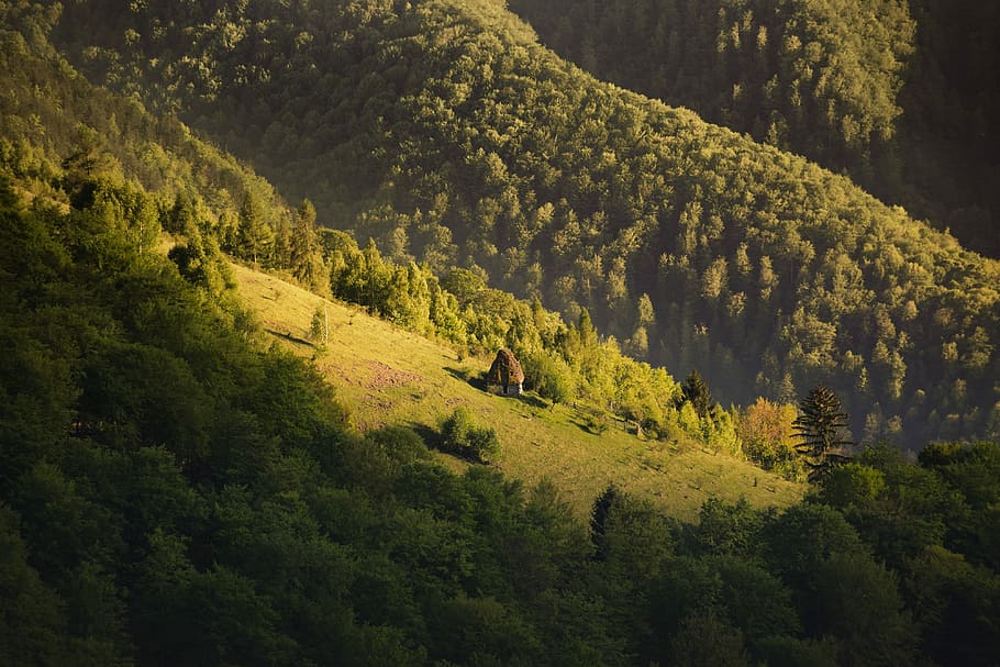 aerial photography of mountains and trees during daytime, mountain with trees HD wallpaper