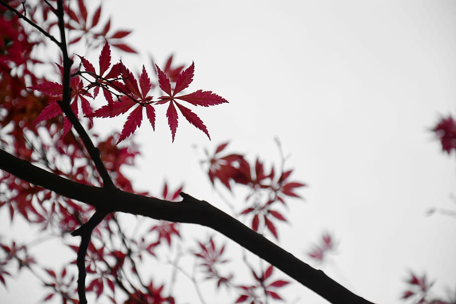 shallow focus photography of red leafed tree, maple leaf, branch HD wallpaper