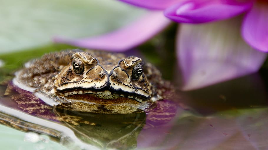 Toad, Frog, Tadpoles, Water, Plant, water lily, monster, animal HD wallpaper
