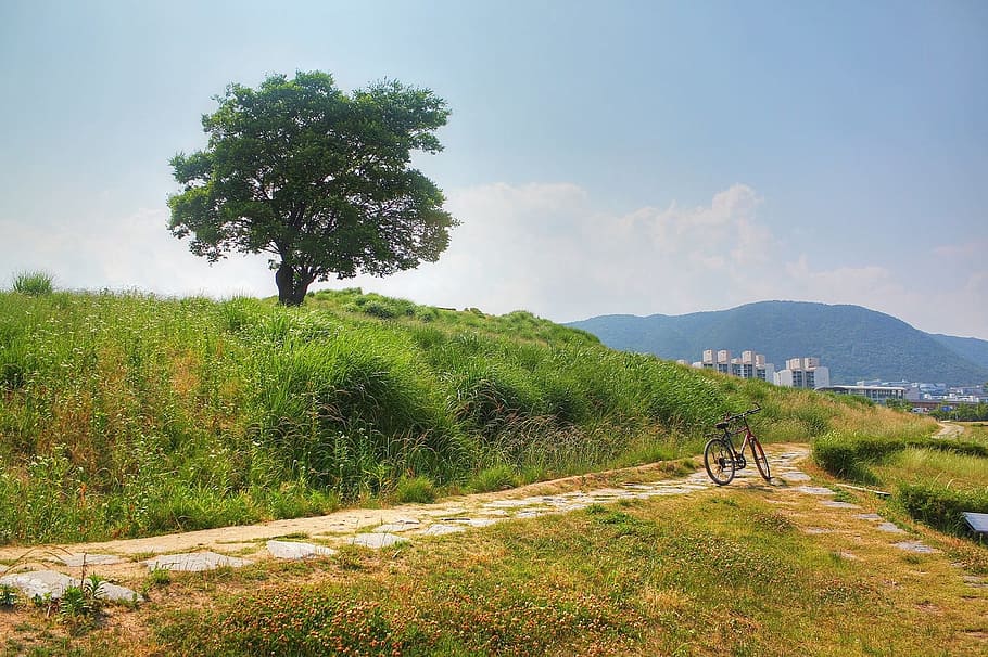 cute, passages, nature, plant, tree, transportation, sky, landscape HD wallpaper