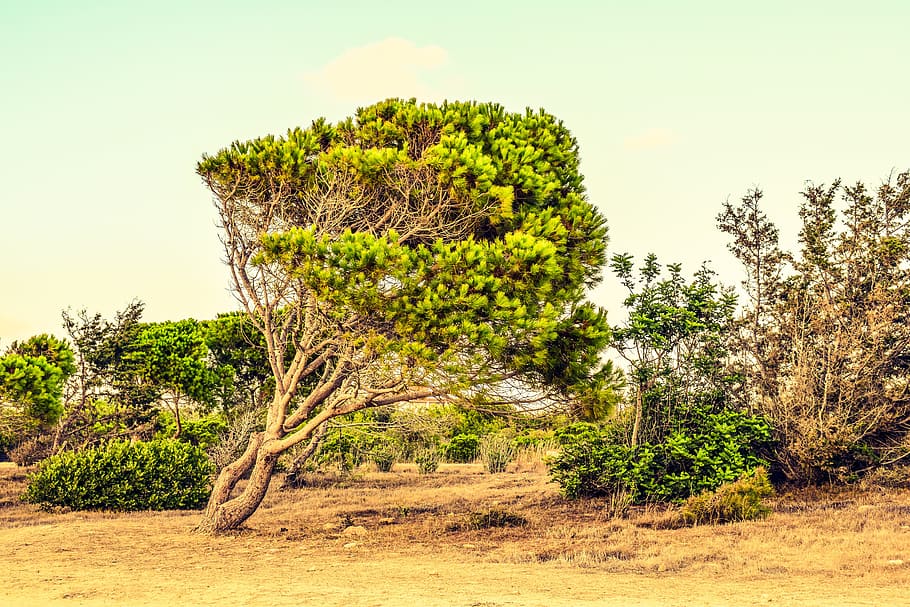cyprus, paphos, landscape, trees, summer, scenery, mediterranean HD wallpaper