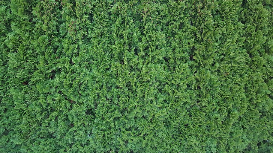 Hedge, Texture, Pattern, green, structure, bush, green color HD wallpaper