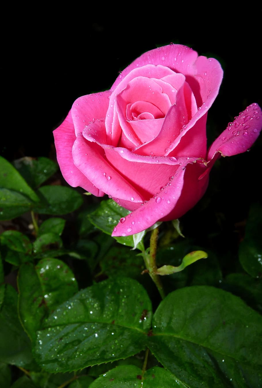 rose, bud, in rain, plant, flowering plant, beauty in nature HD wallpaper