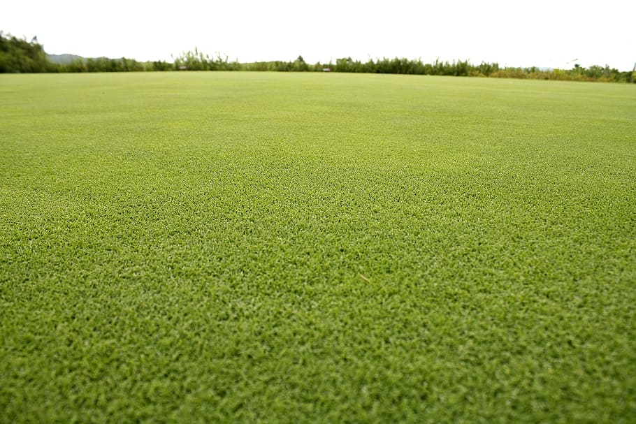 green grass, pool, summer, golf course grass, green color, plant HD wallpaper