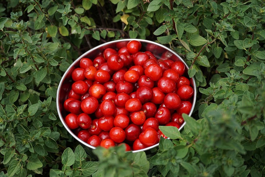 garden, cherry, bowl, fruit, plum, herbs, oregano, cherries, HD wallpaper