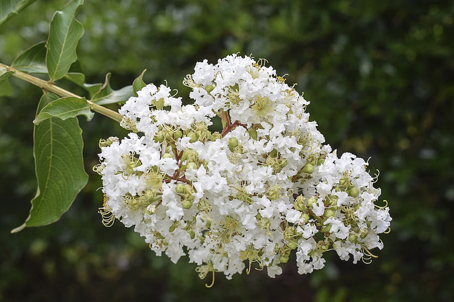 Crape myrtle trees 1080P, 2K, 4K, 5K HD wallpapers free download