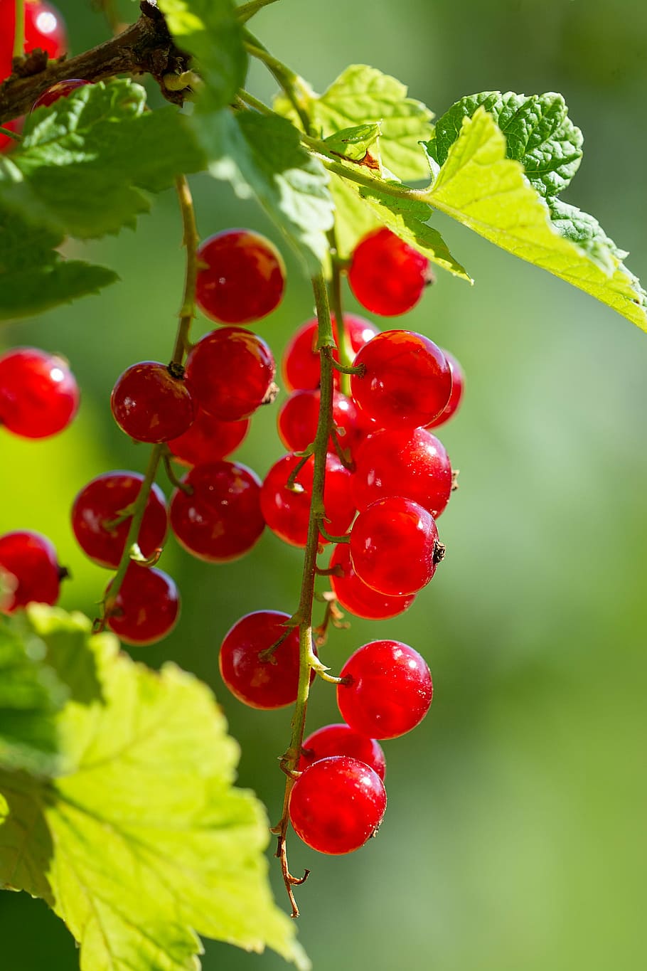 red berries, currants, red currants, fruits, garden, in the garden, HD wallpaper
