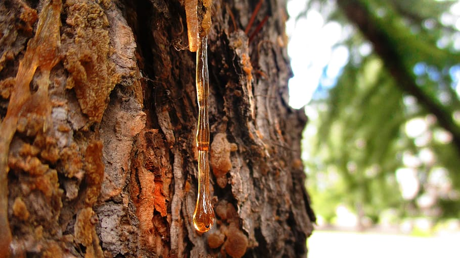 resin, drop, pine, tree, spruce, amber, bark, forest, park, HD wallpaper