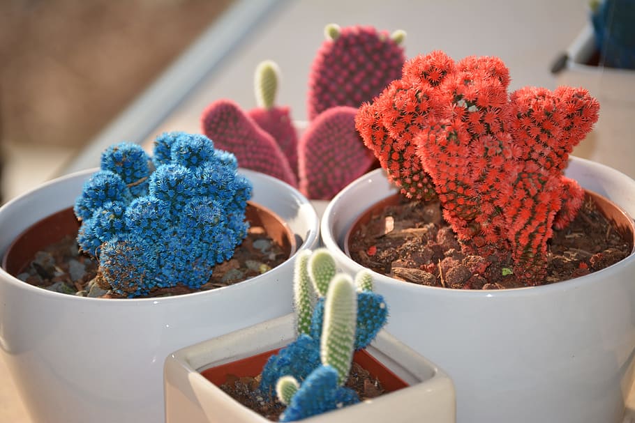 Cactus, Cacti, Potted, Succulent, no people, indoors, flower HD wallpaper