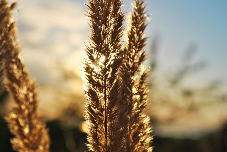 sunlight, nature, flower, agriculture, crop, cereal plant, growth HD wallpaper