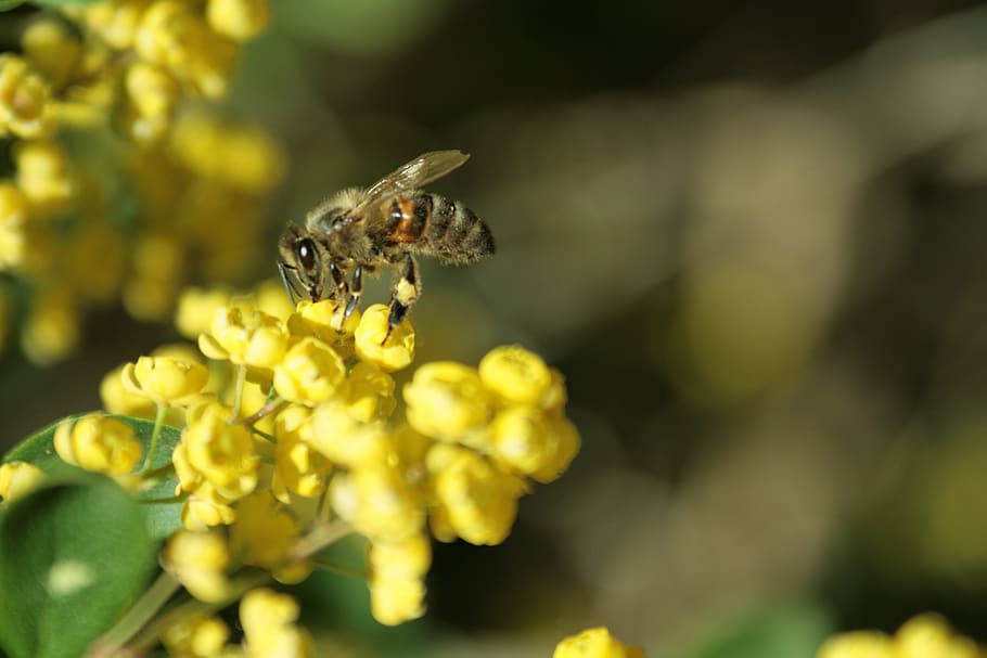 bee, tree, summer, flower, macro, animal, animal wildlife, animals in the wild HD wallpaper