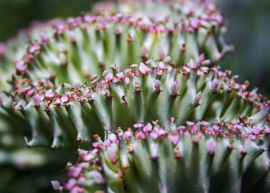 cactus, plant, prickly, spur, green, close, desert, potted plant, HD wallpaper