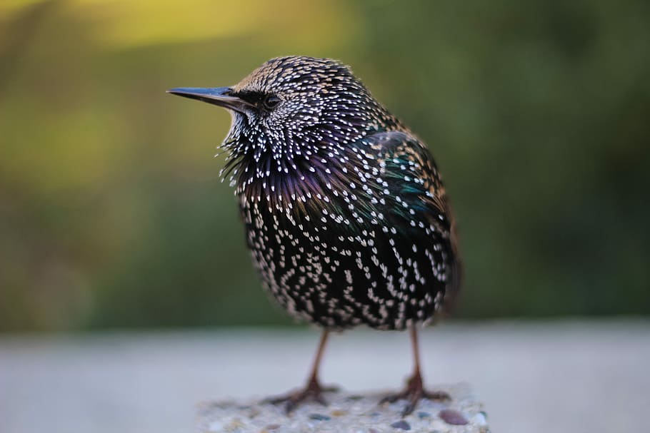selective focus photography of black bird standing on stones, purple and blue bird HD wallpaper