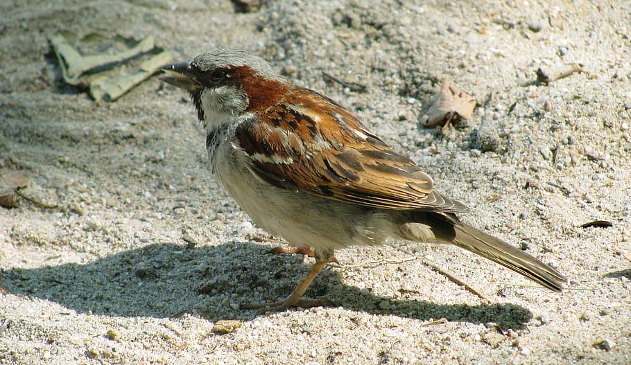 bird, sparrow, sperling, close, animal, nature, wildlife, beak HD wallpaper