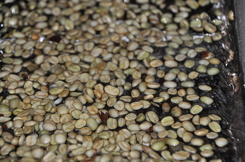 washed coffee, wet processed coffee, food and drink, abundance HD wallpaper