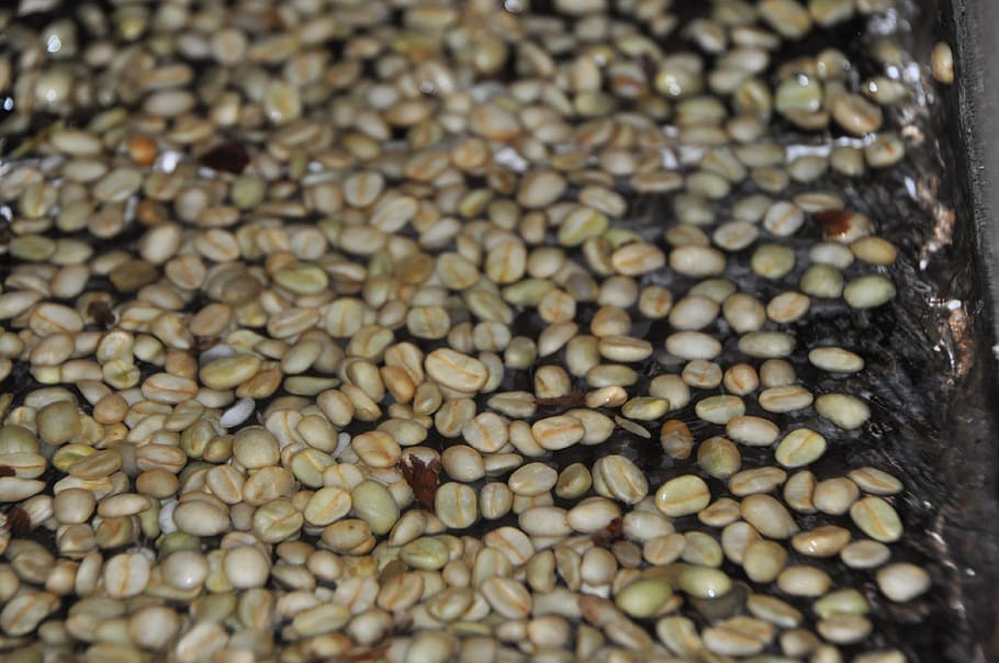 washed coffee, wet processed coffee, food and drink, abundance HD wallpaper